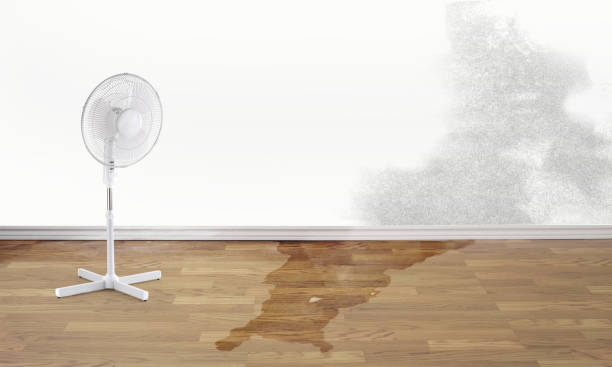 Best Mold removal after water damage  in Jamul, CA