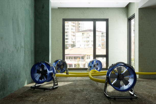 Best Water damage cleanup near me  in Jamul, CA