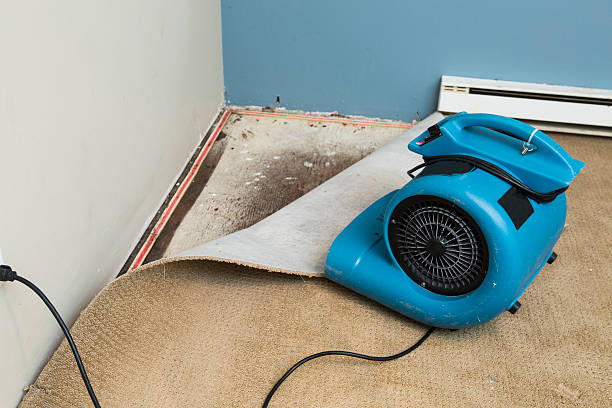 Best Local water damage restoration  in Jamul, CA
